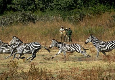 Walking Safari Zebra